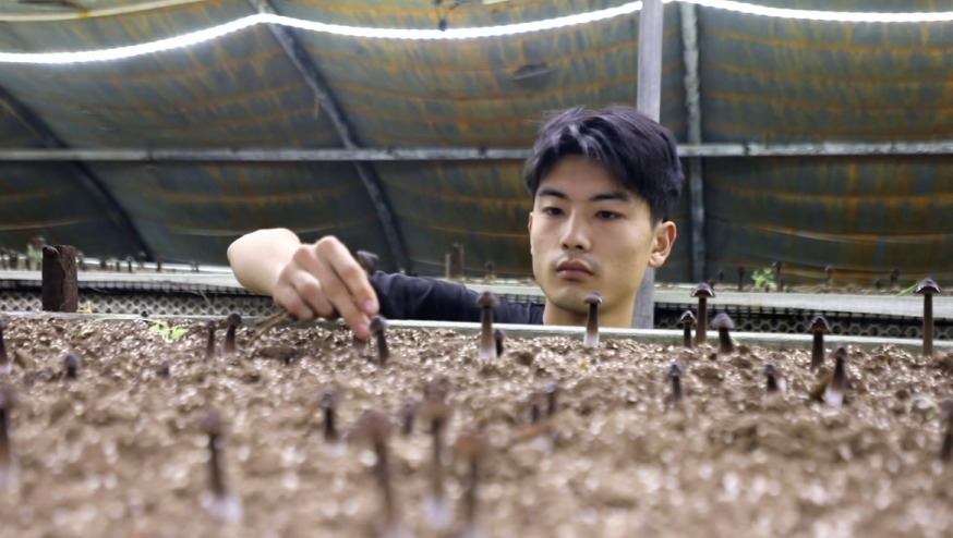 特色種植產(chǎn)業(yè)助增收